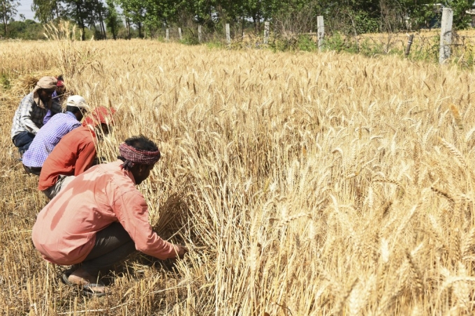 밀 수확 중인 인도 농부들/AFPBBNews=뉴스1
