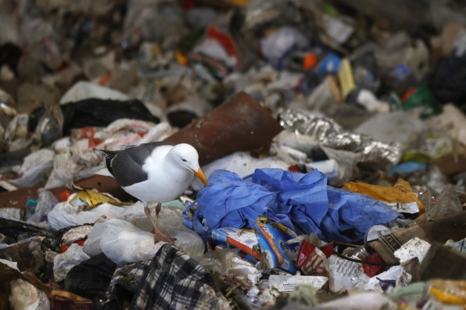 갈매기가 미국 캘리포니아의 쓰레기더미 위에서 버려진 보호복을 쪼고 있다./AFPBBNews=뉴스1