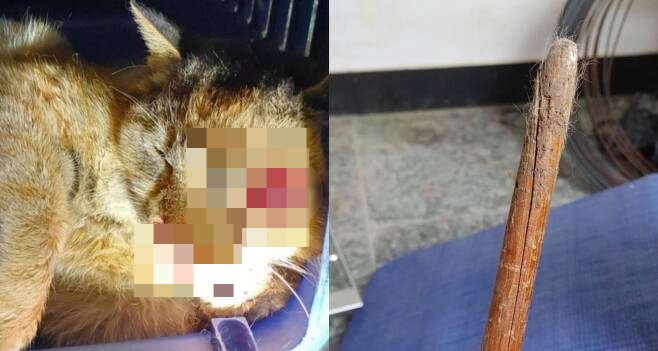 동탄 길고양이 학대범이 익명성 강한 메신저 '텔레그램'에 올린 사진. 만삭인 길고양이 삼색이(왼쪽)의 눈을 학대범은 나무 봉(오른쪽)으로 터트렸다. /사진제공=동탄 길고양이 학대 최초 제보자.