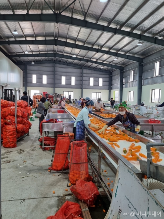 농림축산식품부 농업ODA사업으로 건립된 베트남 우수농산물 저장유통센터에서 지역 농민들이 당근을 세척후 분류하고 있다.