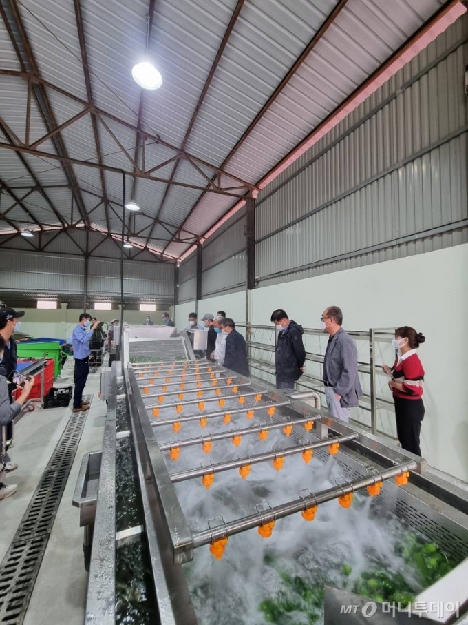 농림축산식품부 농업ODA사업으로 건립된 베트남 우수농산물 저장유통센터에서 지역 농민들이 당근을 세척후 분류하고 있다.