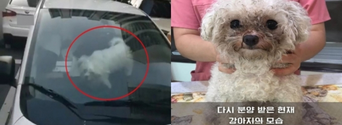견주가 처음 키운 뒤 48도 넘는 차 안에 방치한 강아지(왼쪽 사진)와 또 다시 데려와 키운 강아지(오른쪽)./사진=동물권단체 케어, 학사모(학대견을 돕는 사람들의 모임, 인스타그램@hac_sa_mo) 제공