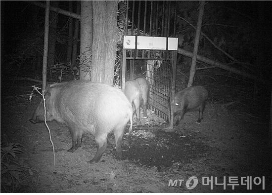 철제 포획틀을 이용해 실제 멧돼지를 포획한 모습. 사진은 기사 내용과 직접 관련 없음. 