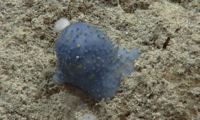 미확인 해양 생물 '블루 구'. /사진=미국 국립해양대기국(NOAA) 
