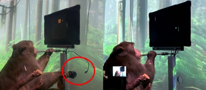 #1(왼쪽) 원숭이가 조이스틱을 움직여 게임을 하는데 연결선이 빠져 있다. #2(오른쪽) 원숭이가 마인드퐁(Mind Pong) 게임을 하고 있다. /그래픽=김이진PD, 뉴럴링크 유튜브 캡처