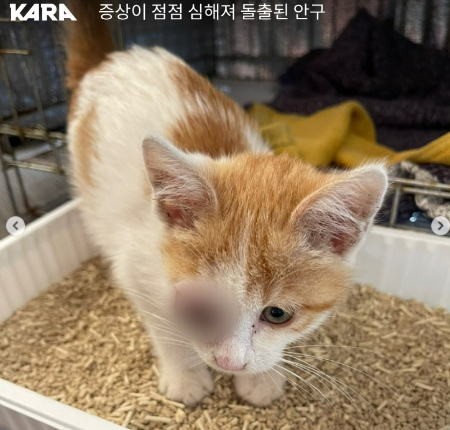 눈이 빨갛게 부어 있던 새끼 고양이 '왕자'. 치료가 시급했다./사진=동물권행동 카라
