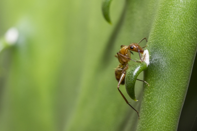 개미가 소변에서 방출되는 휘발성유기화합물을 감지해 암을 찾아낼 수 있다는 해외 연구결과가 나왔다. / 사진=게티이미지뱅크