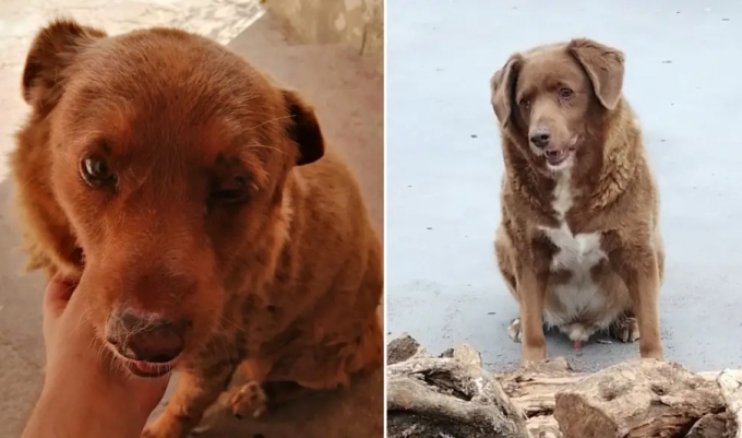 만 30살이 넘는 포르투갈의 개 '보비'가 기네스 세계기록에 역대 최고령 개로 등재됐다. /사진=기네스 월드 레코드 트위터 캡처