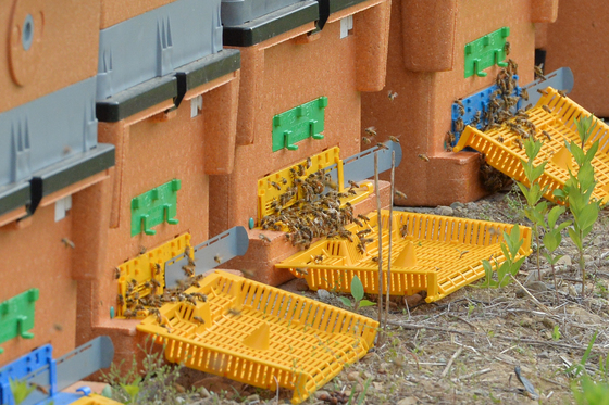 (포항=뉴스1) 최창호 기자 = 16일 경북 포항시 북구 흥해읍 달전리 인근 야산에 설치된 벌통에 꿀벌들이 모여들고 있다. 2022.5.16/뉴스1  