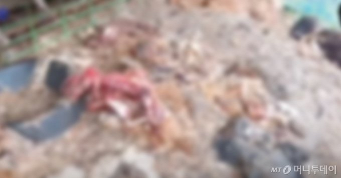 경기도의 한 주택에서 1000여마리의 개가 굶어 죽은 채 발견돼 경찰이 수사에 나섰다. /사진=케어 유튜브 갈무리