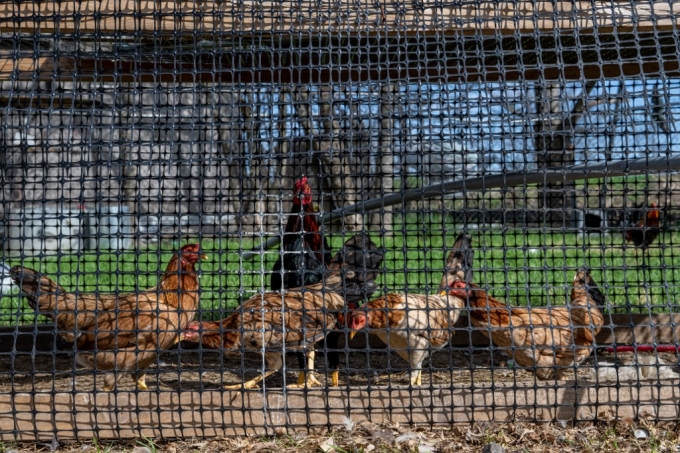  지난 1월 텍사스주 오스틴의 한 농장에서 우리 안에 갇혀 있는 닭 /AFPBBNews=뉴스1