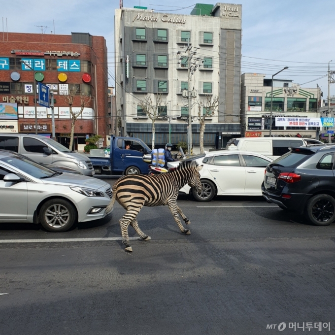 서울 광진구 어린이대공원을 탈출한 얼룩말 1마리가 도로를 뛰어다니는 모습./사진=독자 제공 