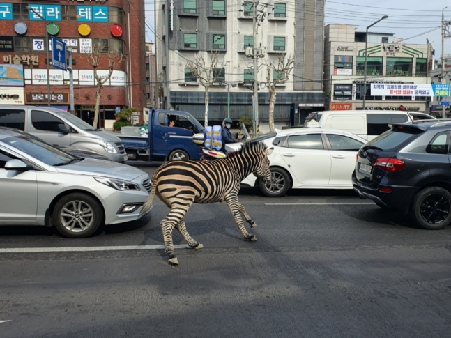 지난 23일 서울 광진구 도로에 나타난 얼룩말 '세로'. /사진=독자제공