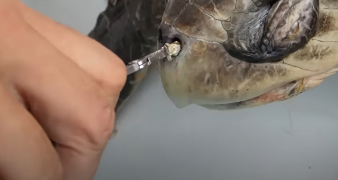 2015년 8월 미국 해양생물학 연구팀이 코스타리카 연안에서 12cm 플라스틱 빨대가 콧구멍에 박힌 바다거북이를 촬영해 유튜브에 올린 것. 영상에서 연구팀은 빨대를 제거하기 위해 핀셋으로 잡아당기지만 빠지지 않는다. 거북이 코에서 붉은 피가 흐른다. /사진=Sea Turtle Biologist 유튜브 갈무리