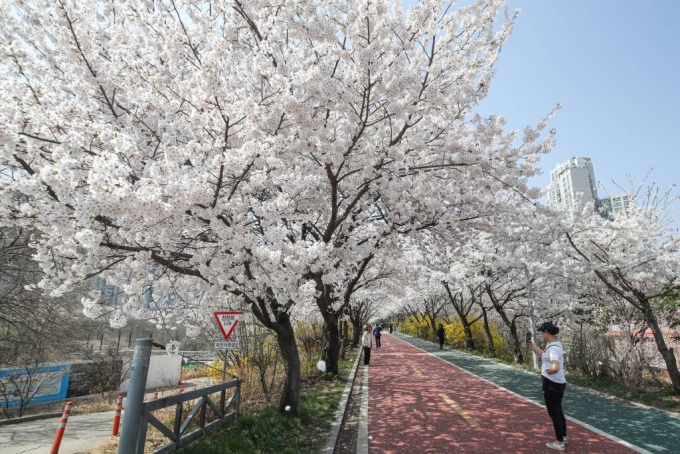 지난달 31일 서울 송파구 성내천 인근에서 시민들이 만개한 벚꽃을 느끼며 거닐고 있다./사진=뉴시스