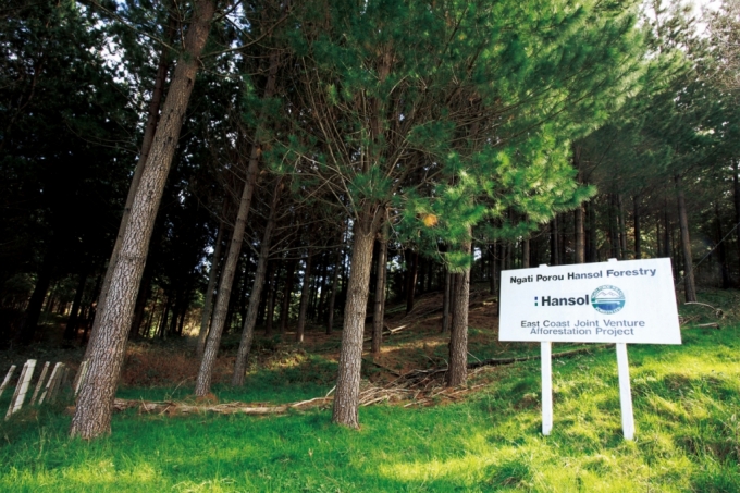 한솔홈데코가 뉴질랜드에 조성한 소나무 숲 모습./사진제공=한솔그룹.