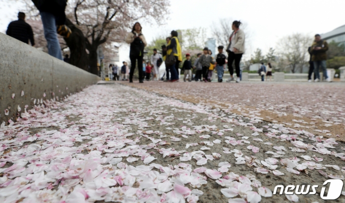 제17회 봄꽃축제가 개막한 4일 서울 영등포구 여의도에서 시민들이 벚꽃길을 걷고 있다. /사진=뉴스1