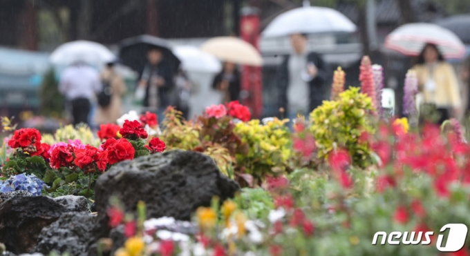 가뭄을 해소해 줄 단비가 내리는 5일 서울시청 광장에 심어놓은 봄꽃들이 활짝 피어 있다. /사진=뉴스1