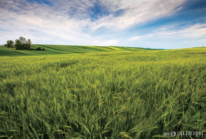 농식품부가 '제2의 주곡'이면서 상대적으로 낙후됐던 밀 자급기반을 확충하고 소비 확산을 추진한다. 지속가능한 국산 밀 산업기반을 구축하기 위해서다. 사진은 전북고창지역의 밀 재배 풍경