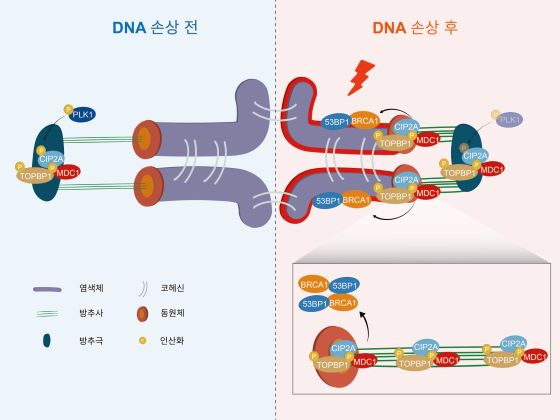 난자에서 일어나는 DNA 손상 복구 반응 모델/사진=한국연구재단 