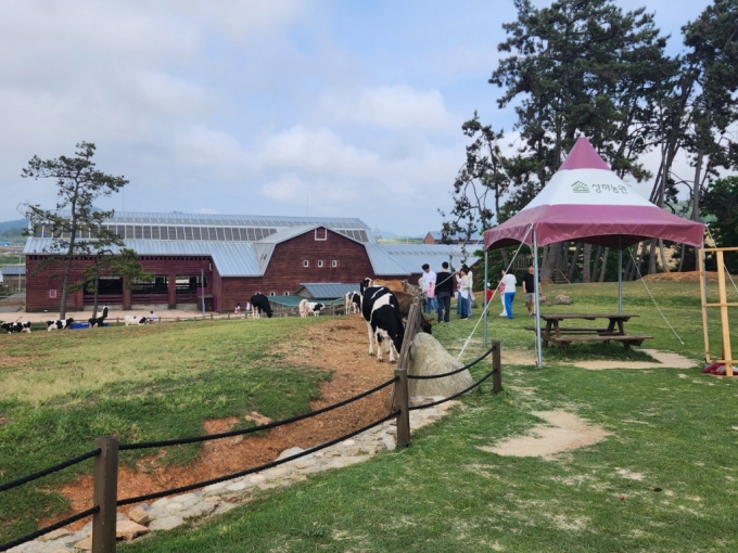상하농원 내 젖소 목장에서 방문객들이 소에게 먹이를 주고 있다. /사진=유엄식 기자