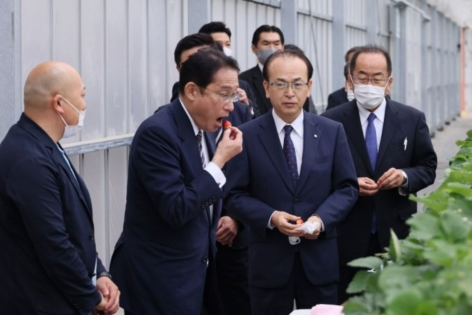 2021년10월17일 일본 후쿠시마에서 딸기를 시식하고 있는 기시다 후미오 일본 총리. /사진제공=일본 총리관저