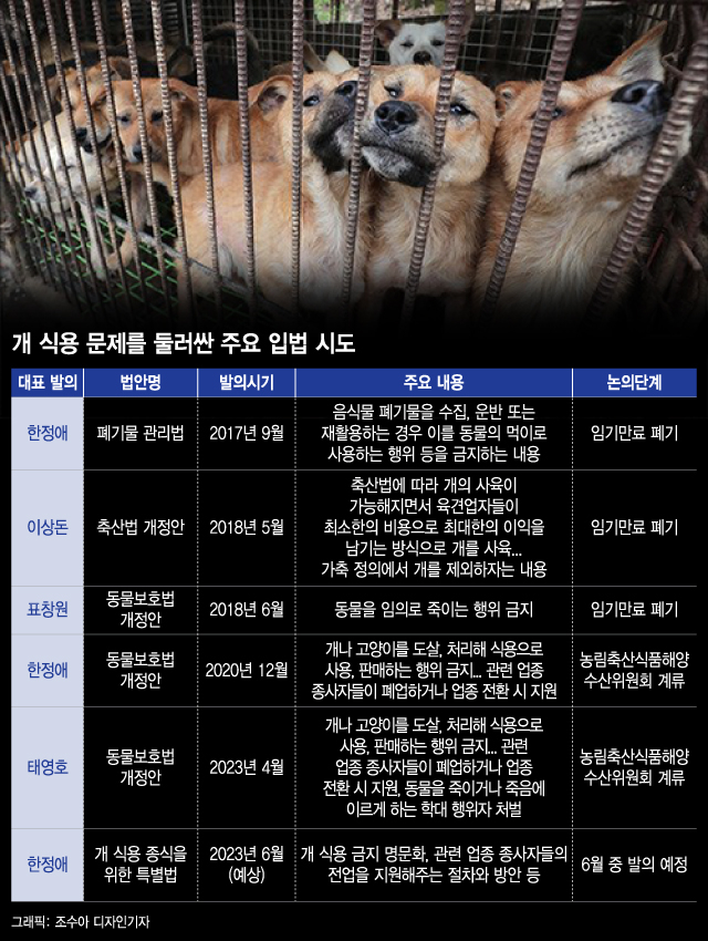 "개고기나 먹어" 이제 한국에 안 통하는 욕?…식용 금지 운명 갈린다
