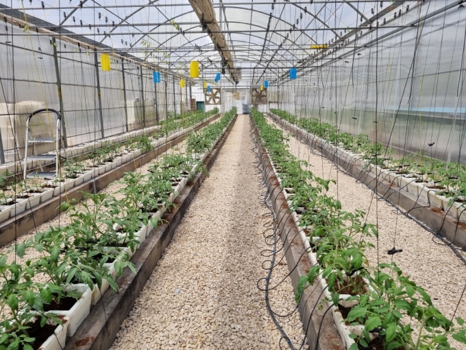 아랍에미리트(UAE) 두바이에 있는 아그로테크 비닐하우스에서 대저토마토를 재배하고 있다./사진=최민경 기자