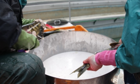 파마리서치 직원들이 연어사업소(한국수산자원관리공단 내수면생명자원센터)에서 재생의약품에 활용할 연어 정액을 채취하고 있다. / 제공=파마리서치.