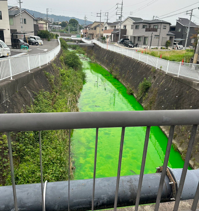 형광색으로 변한 일본 나라현 타츠타강/사진=트위터 갈무리