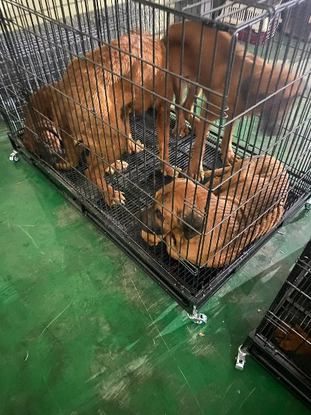 남양주 동물보호센터에서, 좁은 장에 다닥다닥 붙어 있는 개들./사진=남형도 기자