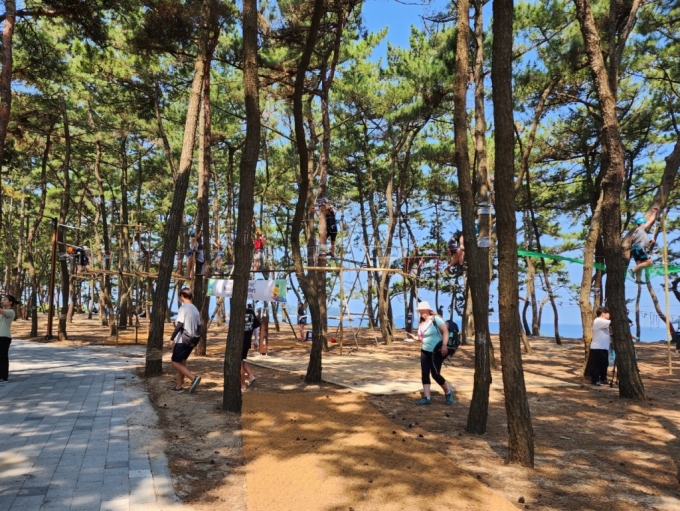 7일 오전 고사포 해수욕장 인근 숲에서 숲밧줄놀이 과정활동을 즐기는 참가자들 /사진=김지현 기자 