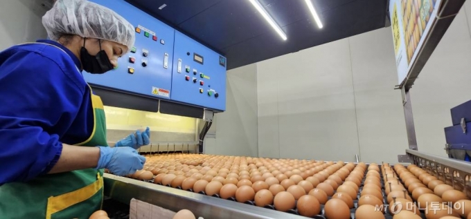 충남 당진시 면천면에 위치한 (주)한솔루트원 한 직원이 살균코팅된 계란상태를 살펴보고 있다. /사진=정혁수