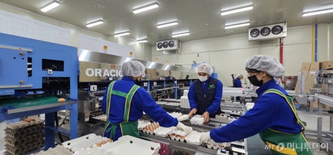 '코팅계란'으로 유명한 (주)한솔루트원 이 직원들이 선별단계를 통과한 계란들을 위생포장하고 있다. /사진=정혁수