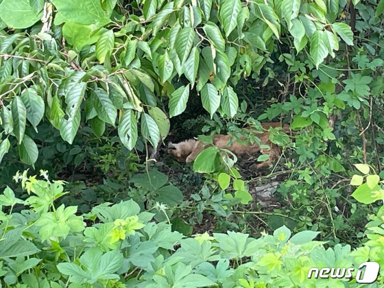 경북 고령 농장 인근 숲속에 가만히 앉아 있다가 사살된 사순이./사진=뉴스1