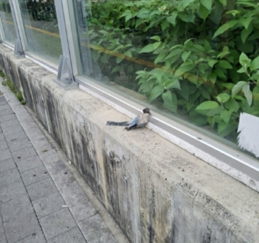 서울 송파구 모 아파트 방음벽 아래에 죽어 있는 새./사진=ㄱ모 독자 제공