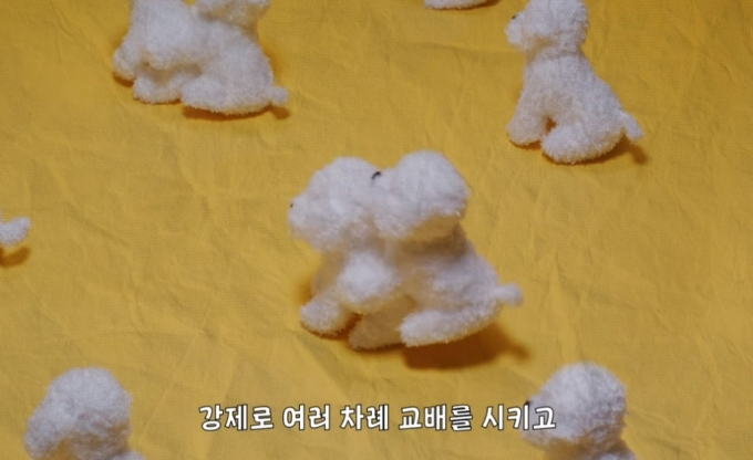 /사진=위액트 유튜브 영상 '사지않을개' 캠페인, '펫숍 강아지는 어디서 올까?' 화면 캡쳐