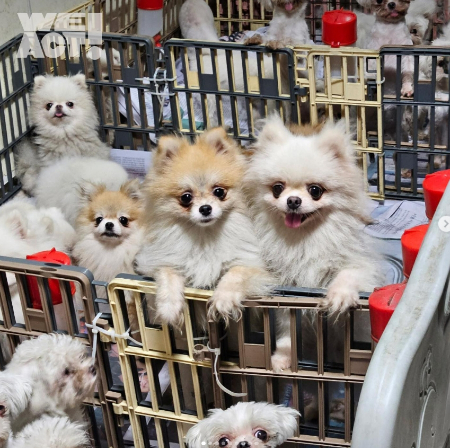 지난 9월, 지옥 같은 번식장에서 발견된 강아지들./사진=위액트 인스타그램