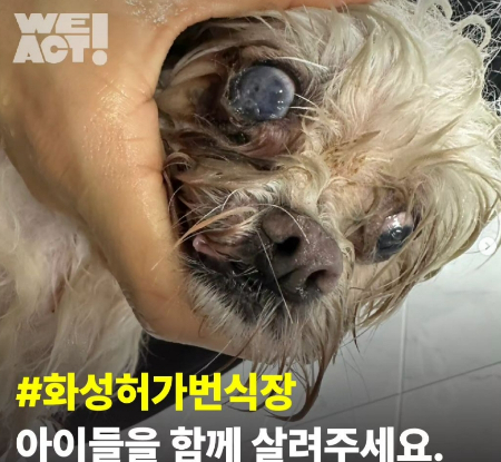 화성허가번식장에서 구조된 강아지./사진=위액트 인스타그램