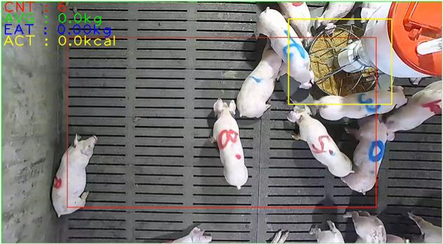 엣지팜이 CCTV와 AI로 돼지의 식사량, 활동량을 측정하는 모습/사진=인트플로우   