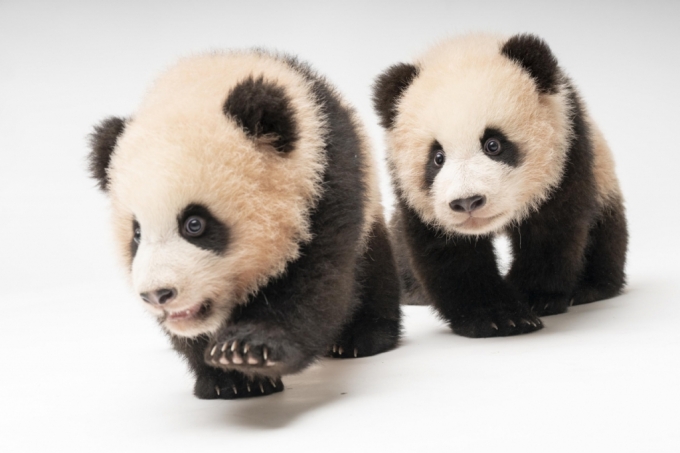 지난해 11월 쌍둥이 아기판다 루이바오와 후이바오의 모습/사진제공=에버랜드