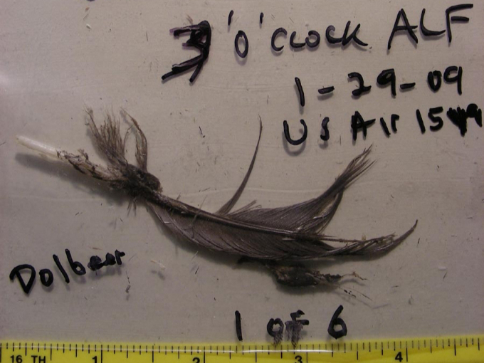 2009년 1월 15일 미국 뉴욕 허드슨 강에 비상 착륙한 US 에어웨이 1549 편의 왼쪽 엔진에서 회수된 거위 깃털. 비행기가 새 떼와 충돌한 후 두 엔진의 동력이 모두 끊겼다는 것을 뒷받침한다./AFPBBNews=뉴스1