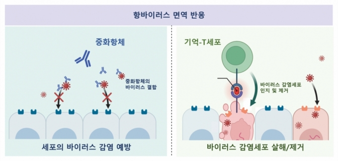 바이러스에 감염되거나 백신을 맞으면 '중화항체'와 '기억 T세포'가 만들어진다. 항체는 코로나19 스파이크 단백질에 결합해 바이러스가 인체에 들어오지 못하게 하는 '방패막' 역할이고, 기억 T세포는 감염 자체를 예방할 수는 없지만 감염된 숙주 세포를 찾아 제거하는 역할로 중증 진행을 막는다. / 사진=기초과학연구원(IBS)