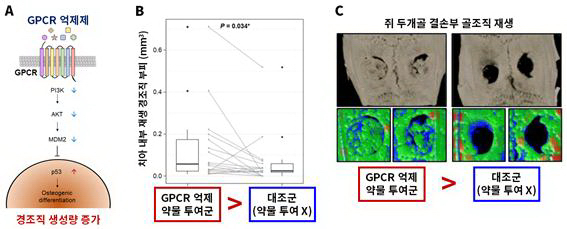 GPCR 억제제를 투여하면 세포 내 신호전달체계를 따라 PI3K, AKT, MDM2 단백질이 순차적으로 감소하고, 결과적으로 p53 단백질이 증가해 줄기세포의 경조직 생성 세포로의 분화를 촉진한다(A). B와 C는 GPCR 억제제 투여시 치아 경조직 및 골조직 생성량 비교 자료. 성견 치아에 GPCR 억제 약물을 투여한 경우 투여하지 않은 대조군과 비교해 많은 양의 경조직이 재생되는 것을 확인했다(B). 쥐 두개골 결손부에 GPCR 억제 약물을 투여한 경우 투여하지 않은 대조군과 비교하여 많은 양의 골조직이 재생되는 것을 확인했다(C)./사진=해당 논문