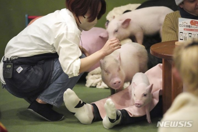 최근 일본에서 '돼지 카페'가 유행하면서 외신도 이를 조명했다. 도쿄의 한 돼지 카페 모습./사진=뉴시스(AP)
