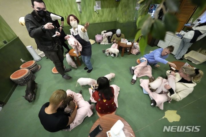 지난 24일 일본 도쿄의 한 '돼지 카페'에서 방문객들이 '미니 돼지'와 함께 노는 모습./사진=뉴시스(AP)