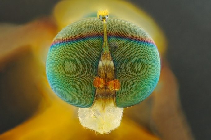초파리를 현미경으로 극대화해 촬영한 사진. KAIST 연구팀은 초파리 등 곤충의 시신경계를 모방한 반도체 소자를 제작했다. /사진=게티이미지뱅크