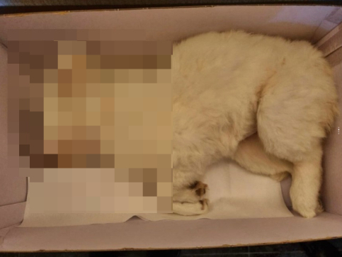 임시보호 당일 숨졌다는 강아지 '소망이'의 모습./사진=A씨 인스타그램