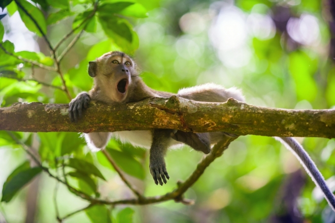 꼬리가 있는 동물인 필리핀 원숭이(학명 Macaca fascicularis). 연구팀은 꼬리가 있는 동물과 없는 동물의 유전자를 비교해 TBXT 유전자 내 Alu 인자가 꼬리 유무에 중요한 역할을 한다는 사실을 실험적으로 입증했다. /사진=게티이미지뱅크