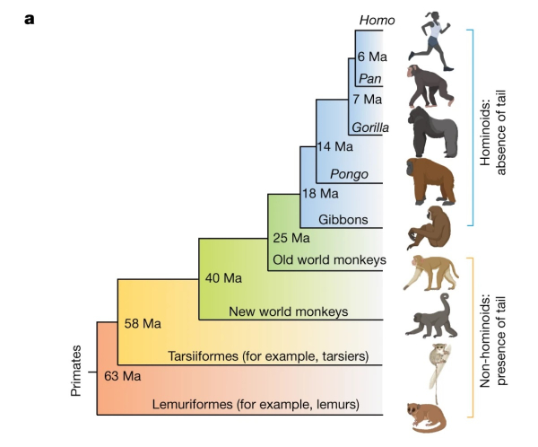 수백만 년 동안 이어져 온 영장류 진화 과정에 따른 꼬리 표현형의 변화를 나타냈다.  /사진=보 시아(Bo Xia) 뉴욕대 연구팀
